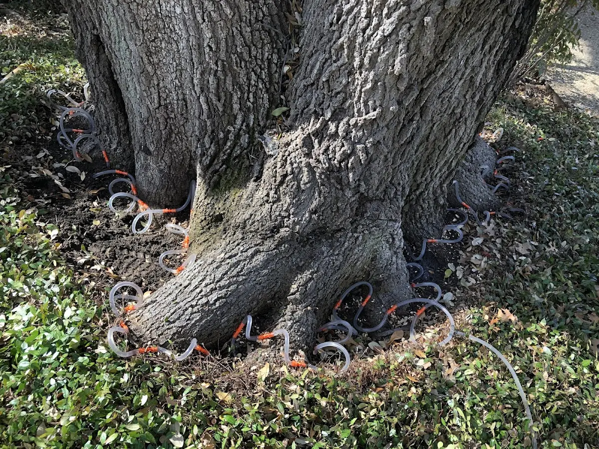 Detailed Tree Cabling and Bracing job site in Wilkesville
