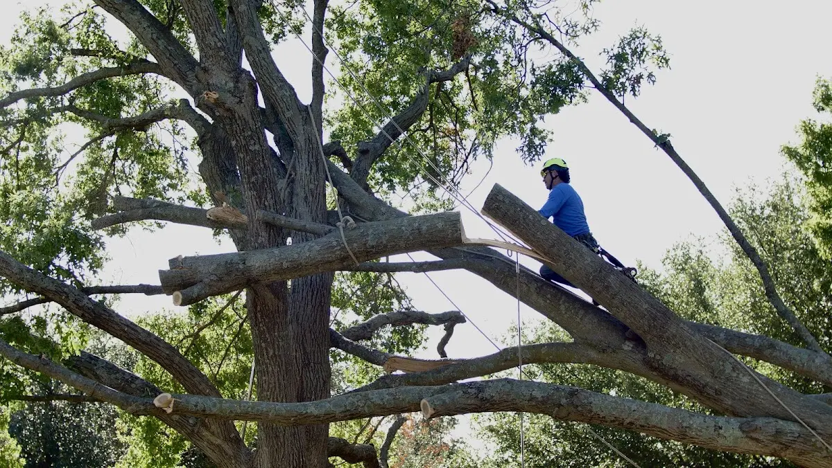 Professional Crown Thinning performed by certified arborists in Wilkesville