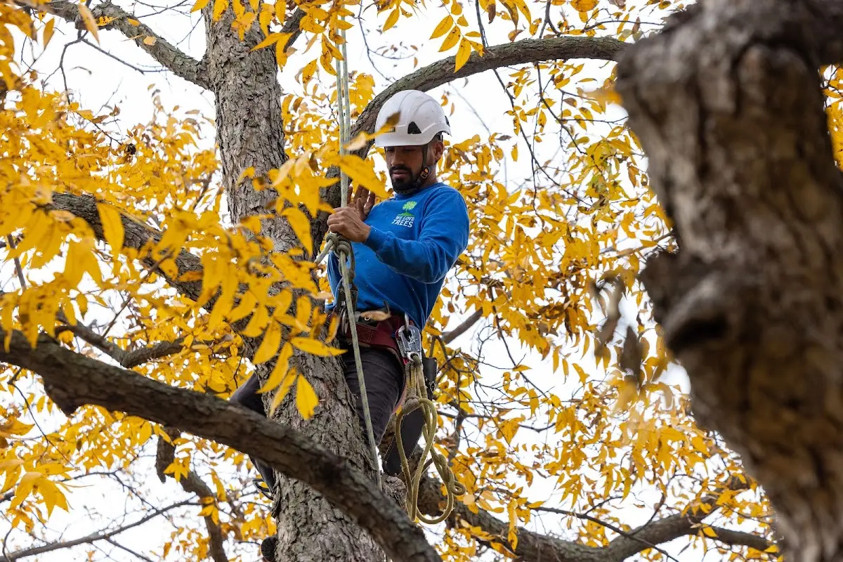 Skilled Tree Pruning crew working in Wilkesville